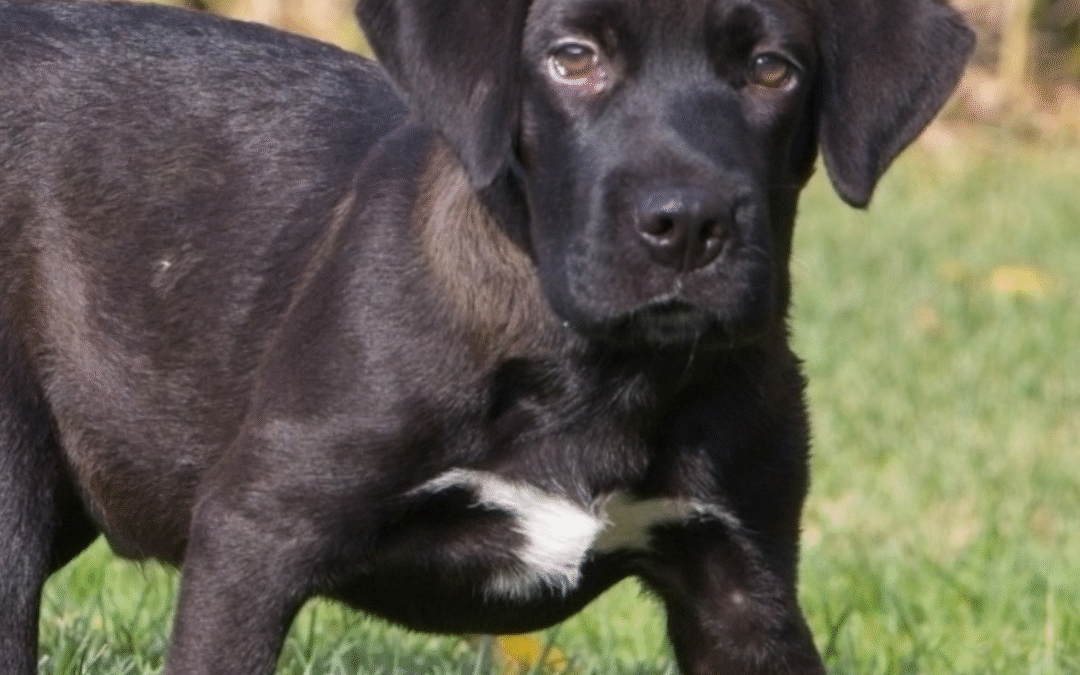 Milestone Moment: Our 3,000th Adoption! Meet Lionel