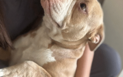 Dogs, Heart Health, and the Human Animal Bond