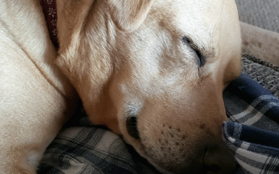 60 Stories in 60 Days: Piper, Our Perfect Match