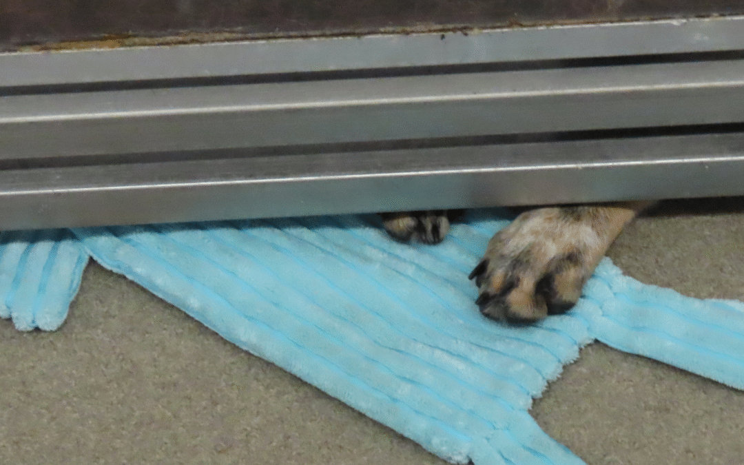 60 Stories in 60 Days: A Connection We Couldn’t Ignore