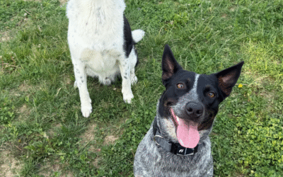 60 Stories in 60 Days: How Showing Up Changed Our Lives