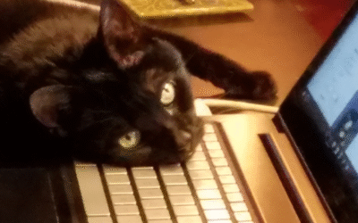 60 Stories in 60 Days: Two Cats, A Lifetime of Love