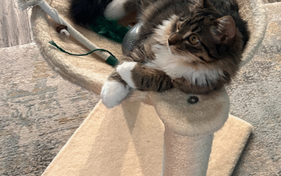 60 Stories in 60 Days: A Second Chance at Love