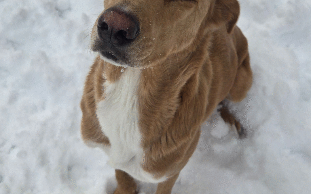 60 Stories in 60 Days: Learning to Trust