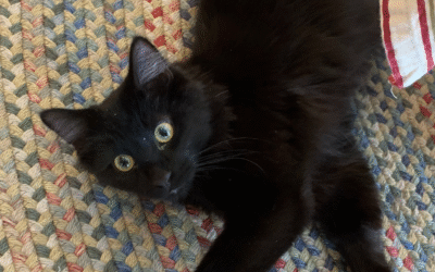 60 Stories in 60 Days: Unexpected Harmony