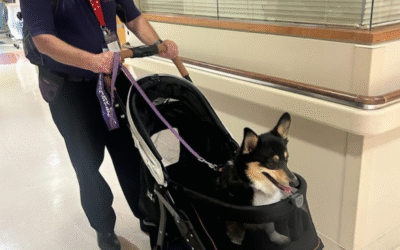 60 Stories in 60 Days: Comfort When It Matters Most