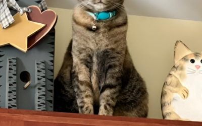 60 Stories in 60 Days: A Life Full of Love and Care