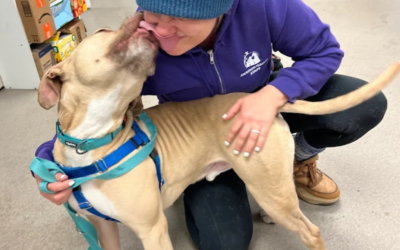 60 Stories in 60 Days: Walks That Heal