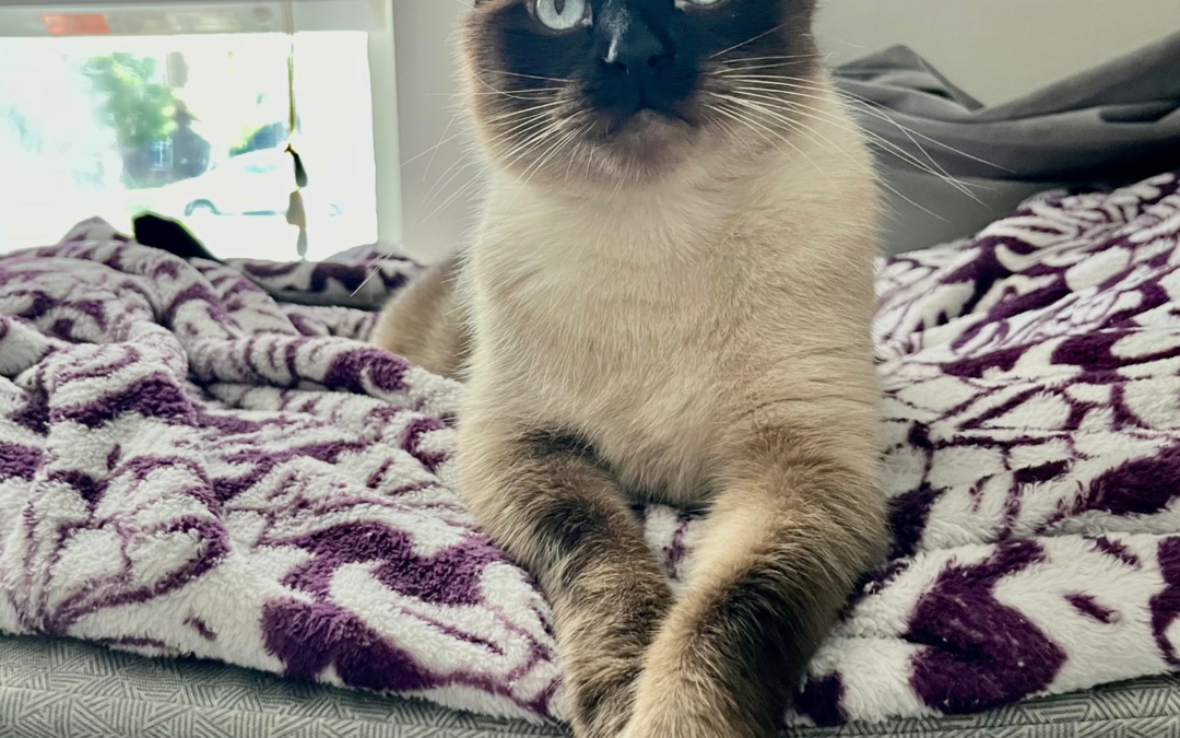 60 Stories in 60 Days: Learning to Be a Cat