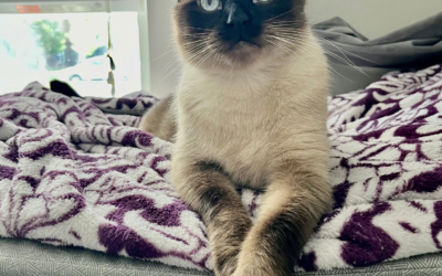 60 Stories in 60 Days: Learning to Be a Cat