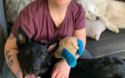 60 Stories in 60 Days: The Dogs Who Healed Our Hearts