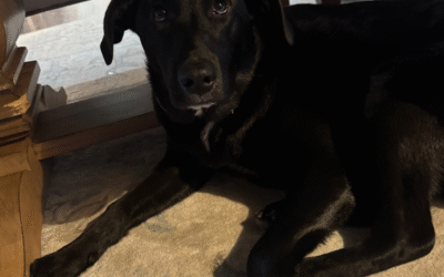 60 Stories in 60 Days: An Unexpected Addition