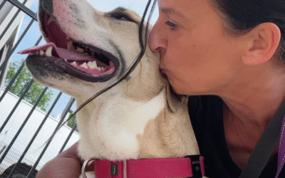 60 Stories in 60 Days: Learning to Be a Dog