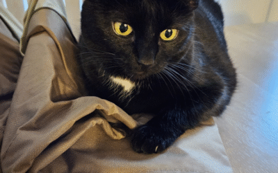 60 Stories in 60 Days: Guided Back to Love