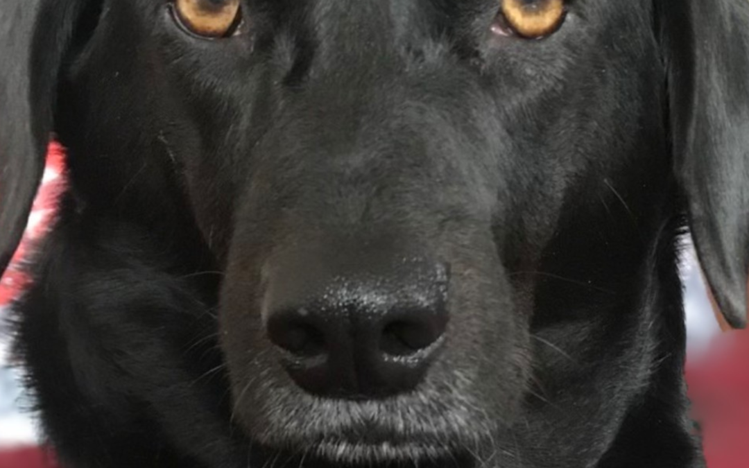 60 Stories in 60 Days: When Love Asks for More