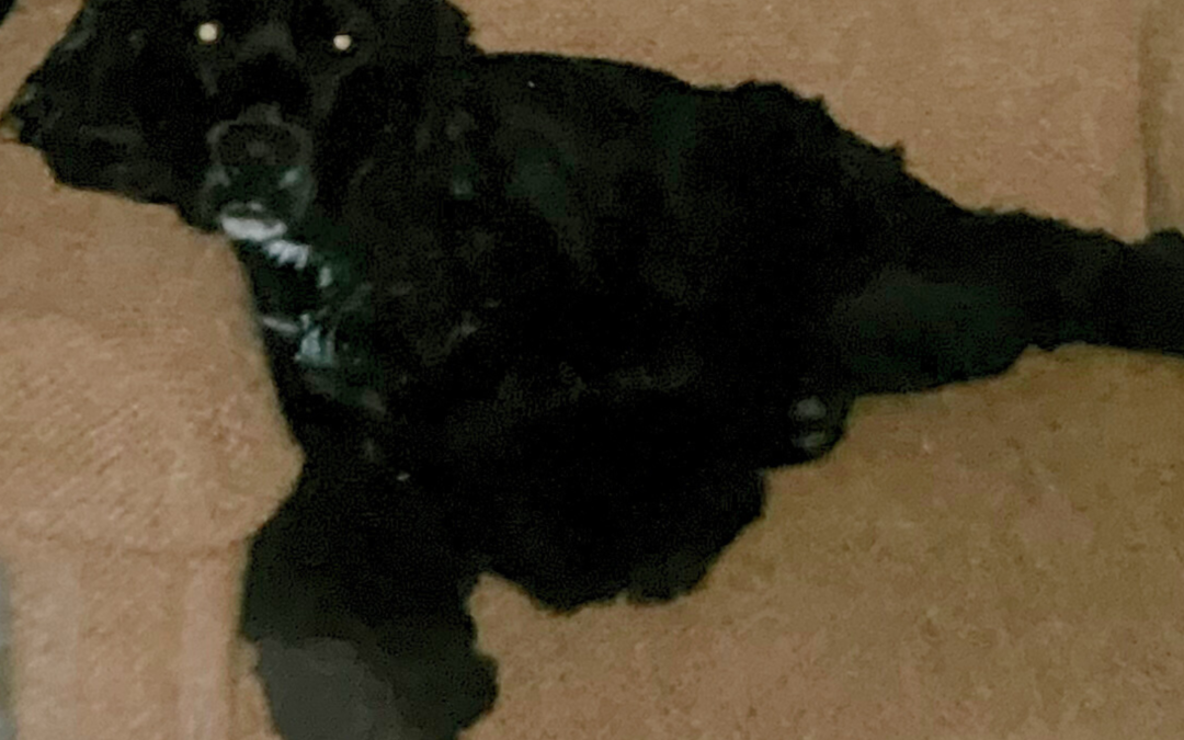 60 Stories in 60 Days: A Family’s First Yes