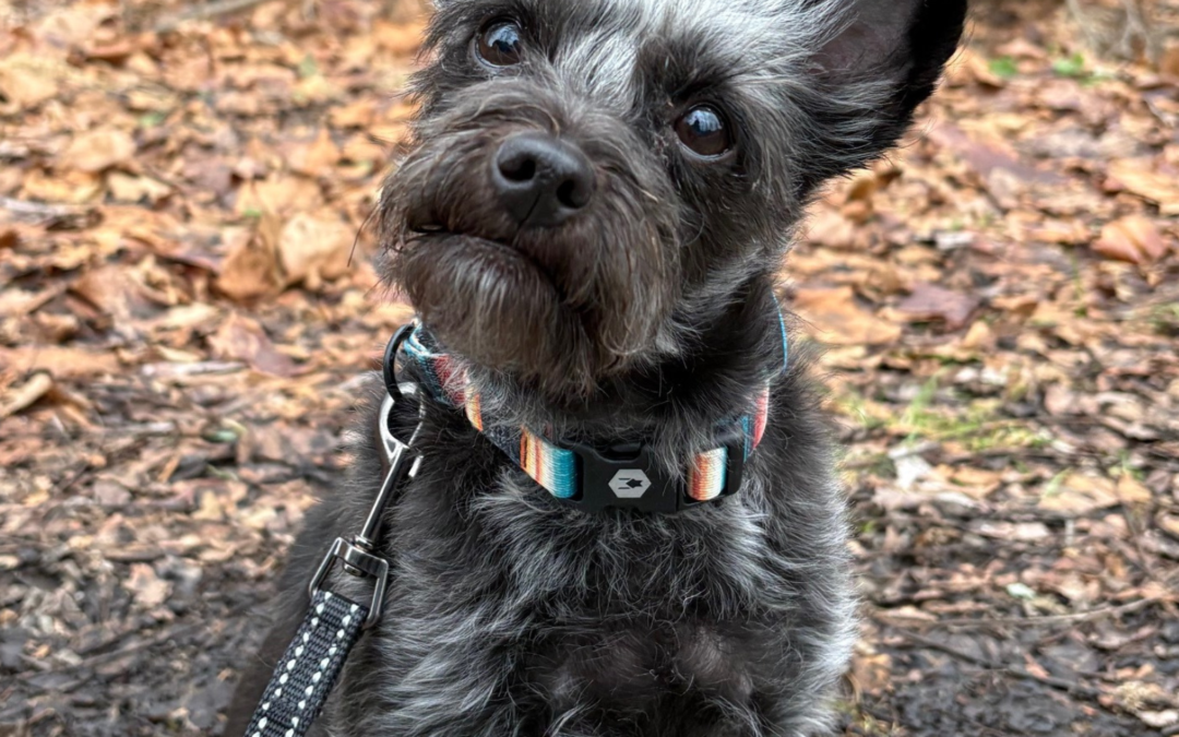 60 Stories in 60 Days: Twister’s Journey Home