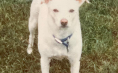 60 Stories in 60 Days: A Lifetime of Love