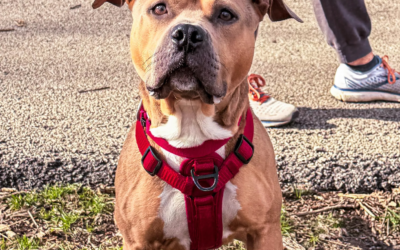 60 Stories in 60 Days: Making Room for More