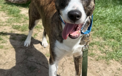 60 Stories in 60 Days: A Journey Measured in Steps