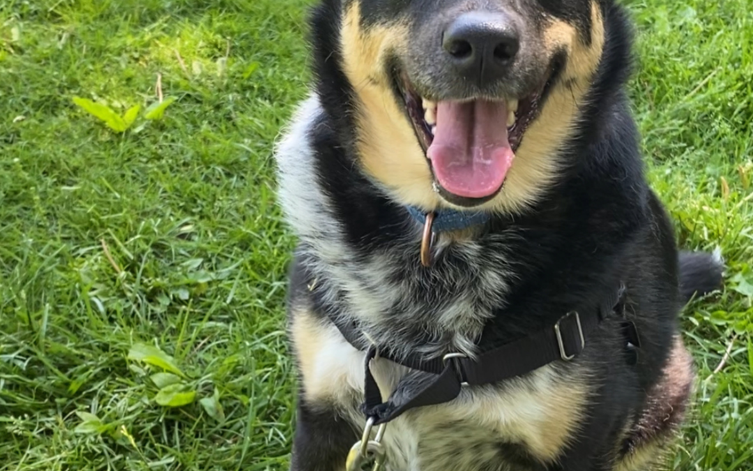 60 Stories in 60 Days: Lessons from Venus