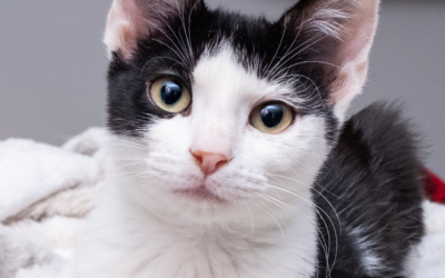 60 Stories in 60 Days: The Kitten Who Beat the Odds