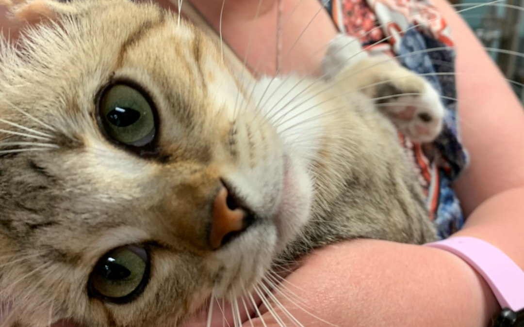 60 Stories in 60 Days: Guardians of the Heart