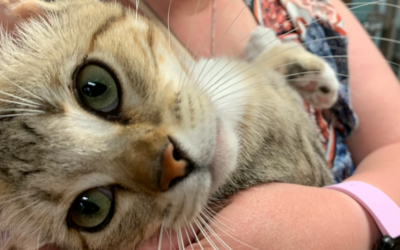 60 Stories in 60 Days: Guardians of the Heart