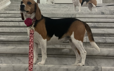 60 Stories in 60 Days: The Dog Who Sparked a Movement