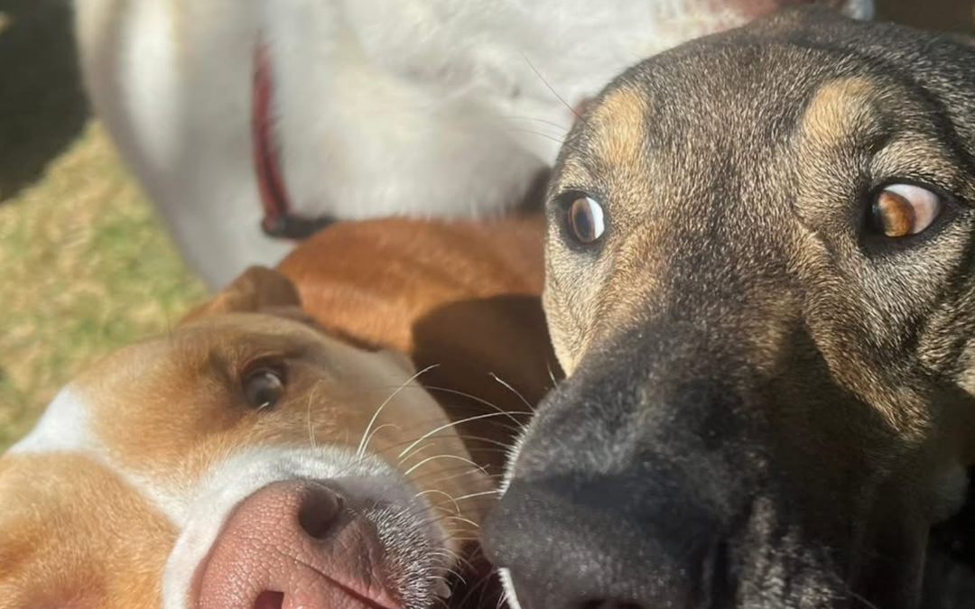 60 Stories in 60 Days: The Playgroup That Became Family