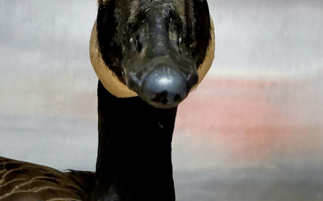 60 Stories in 60 Days: The Ripple Effect