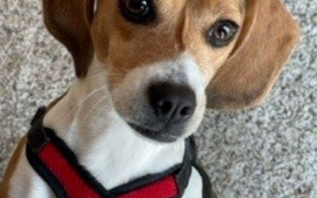 The Anderson Humane Legacy Continues: Annie’s Story