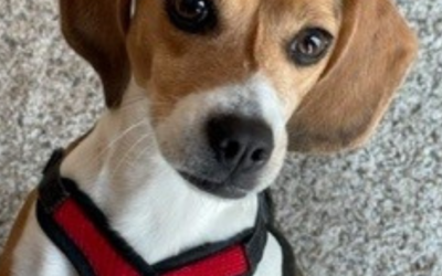 The Anderson Humane Legacy Continues: Annie’s Story