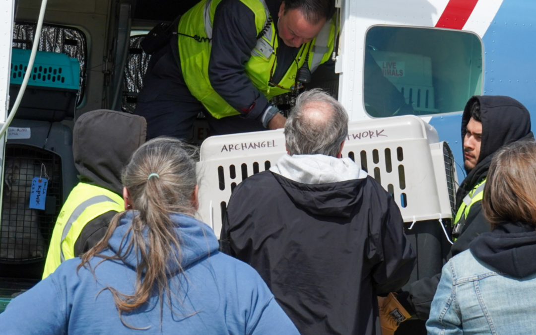 Saving Animals Beyond Kane County