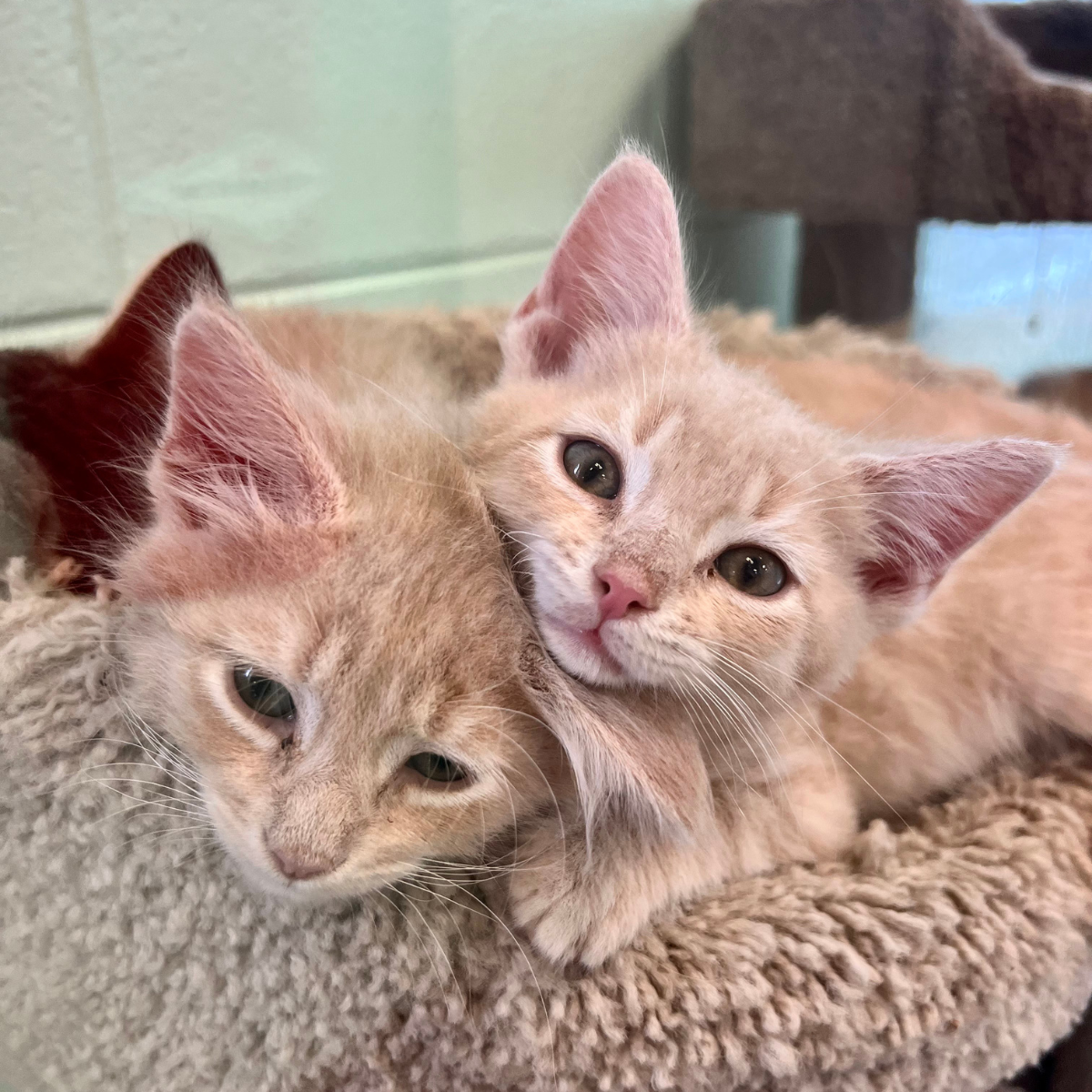 A woman in a purple shirt is handing a crate containing a cat to a woman in a grey shirt. They're standing in front of a white van where more crates are being unloaded.