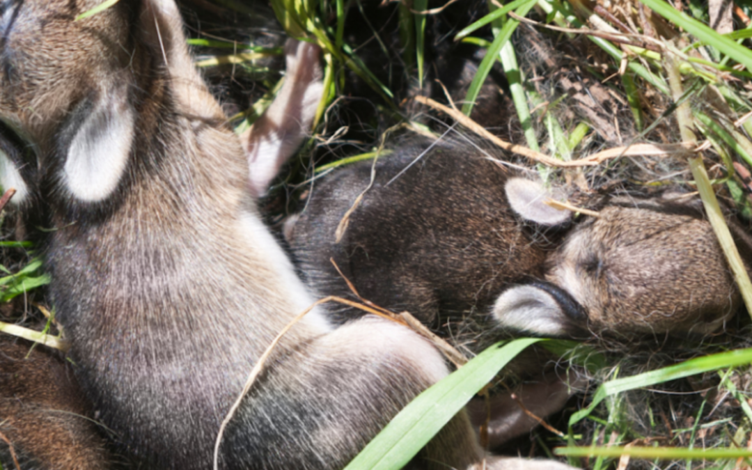 Alone doesn’t mean abandoned: Spring means baby bunnies
