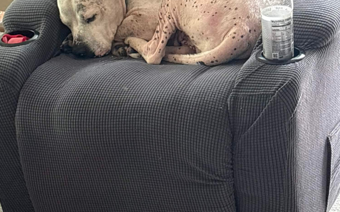 Mickey’s Journey: A Volunteer’s Legacy of Love