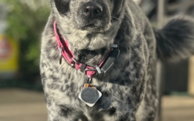 The Takagi Family Foster Journey