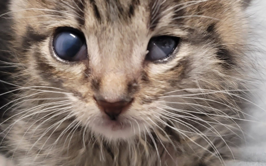 Stephanie’s Journey: A Legacy of Love and Resilience