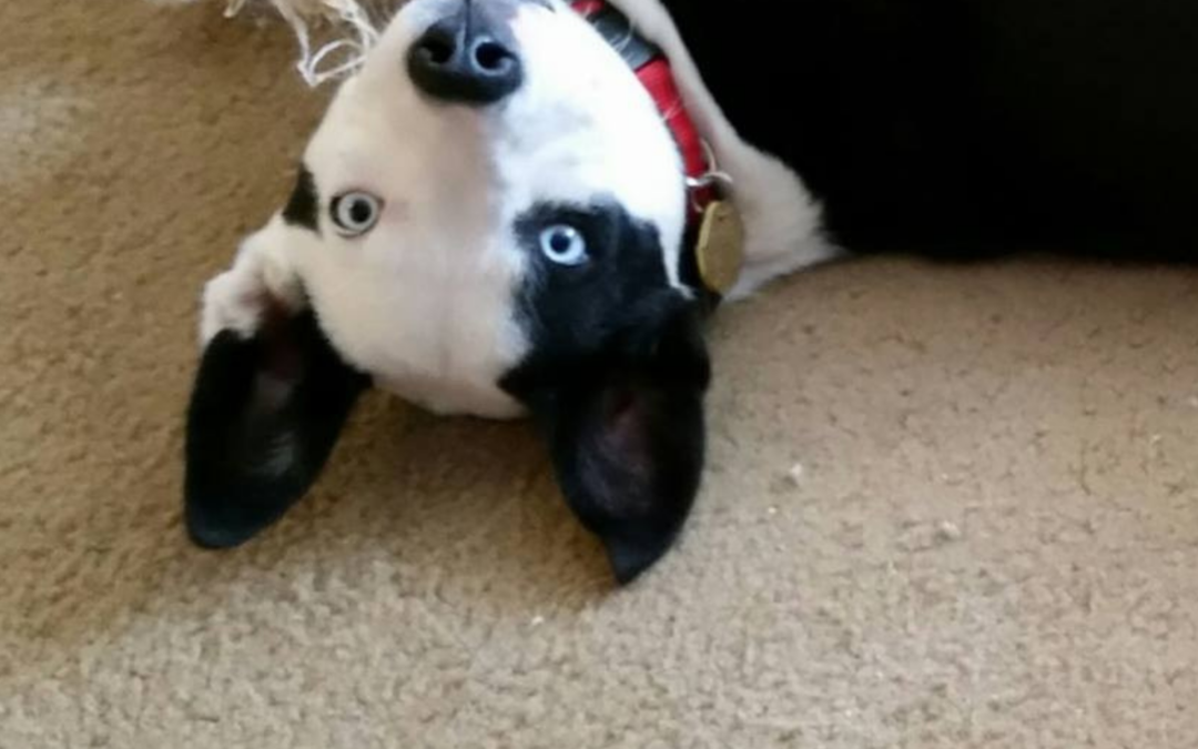 Carole’s Journey: Helping Dogs Find Their Way Home