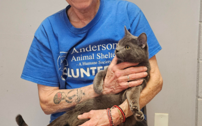 A Champion For Cats: Celebrating Nancy Stepp