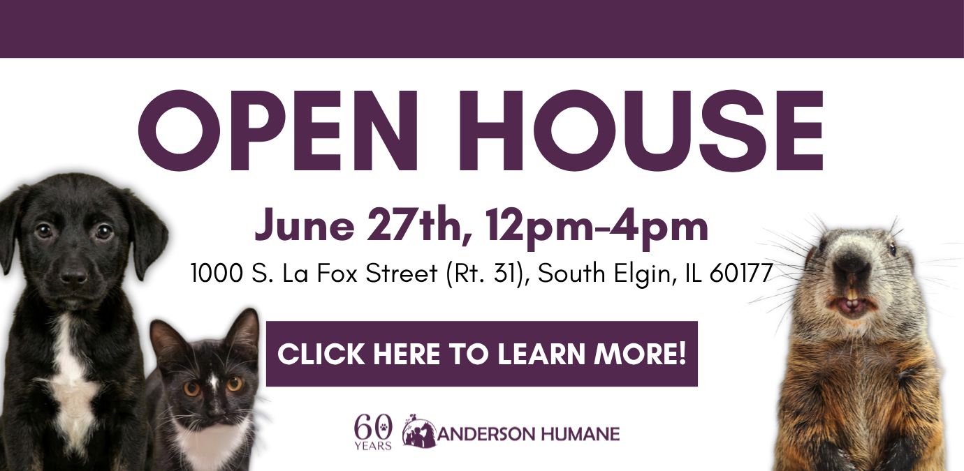 Open House (4)