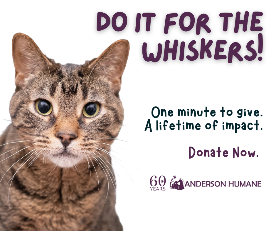 Anderson Humane fundraising graphic
