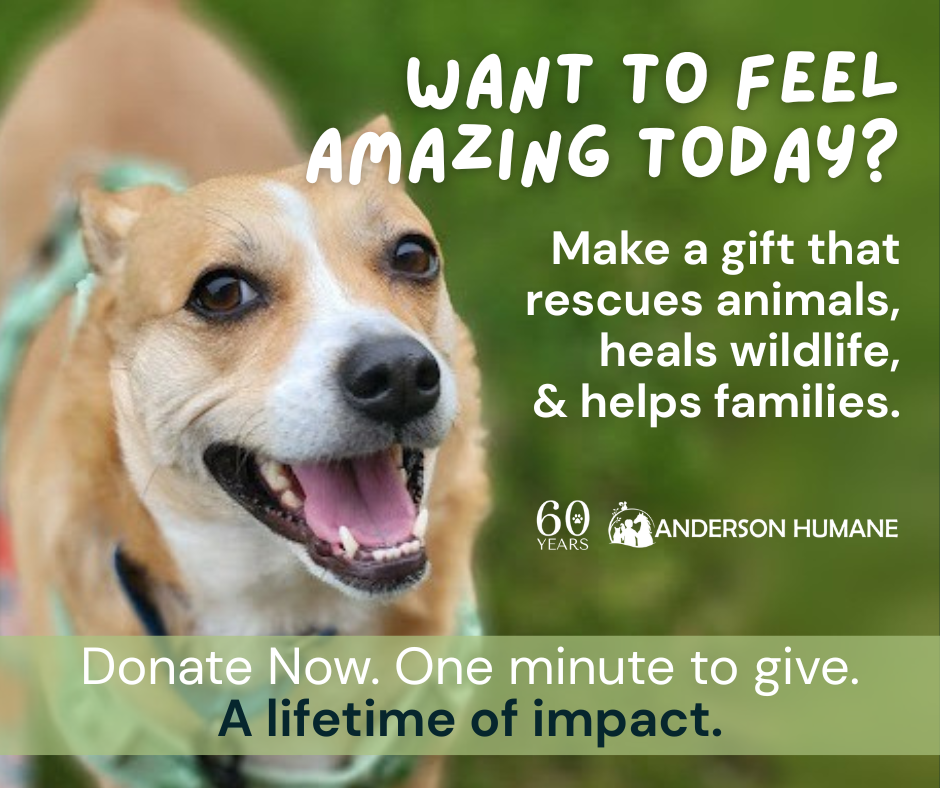 Anderson Humane fundraising graphic