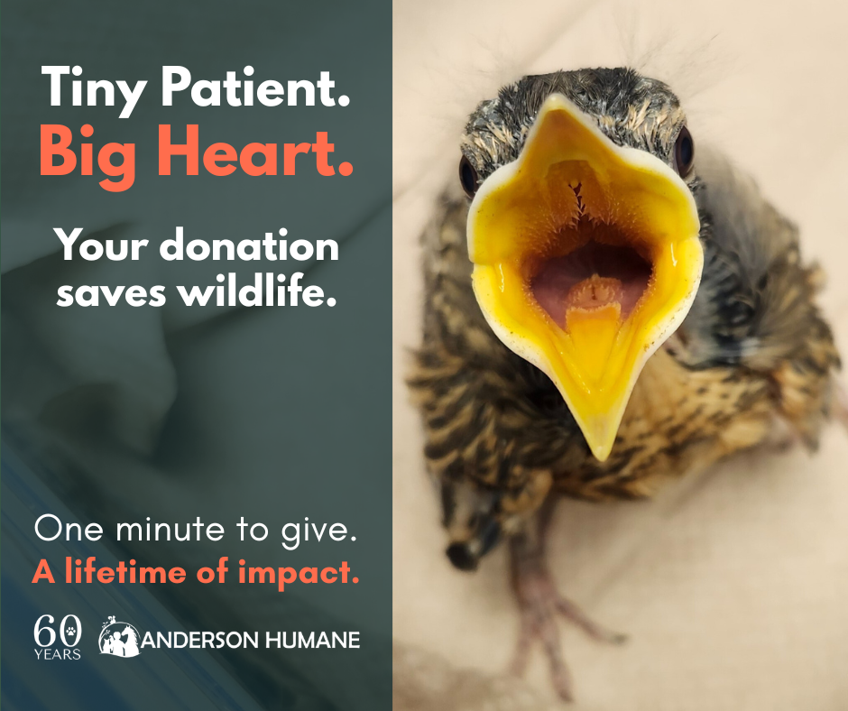 Anderson Humane fundraising graphic