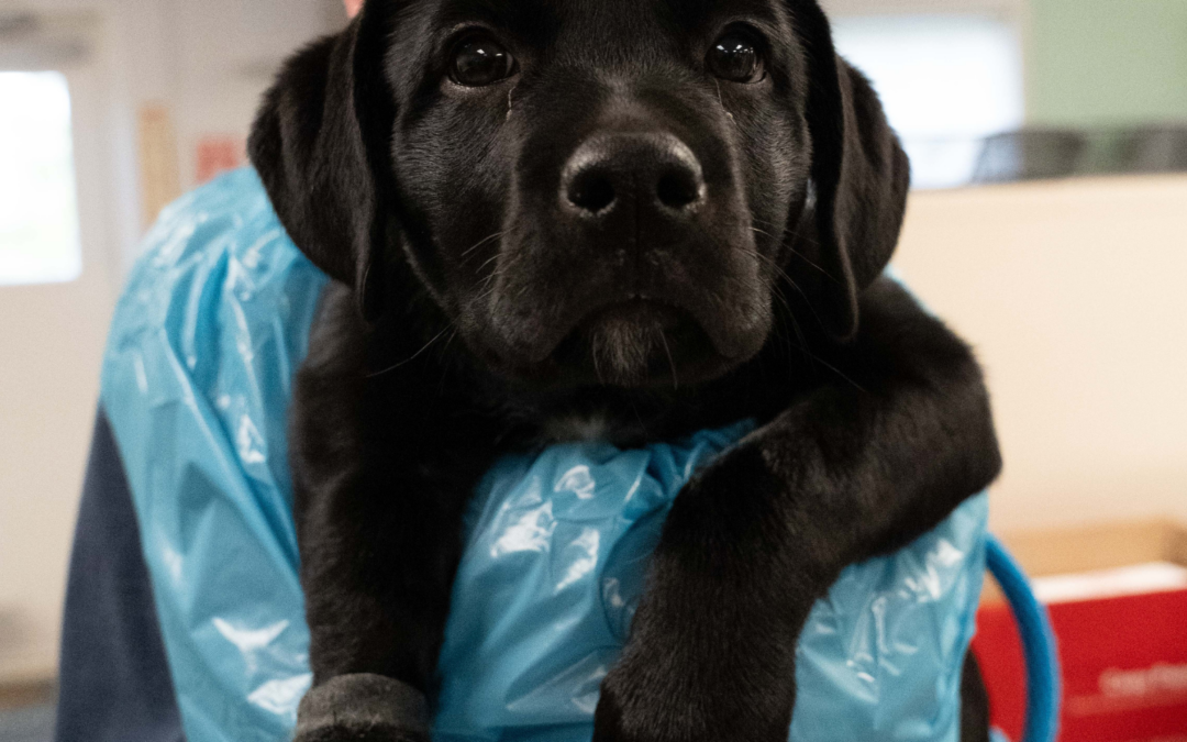 A Brave Puppy’s Road to Recovery: Terri’s Story