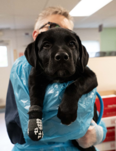 A Brave Puppy’s Road to Recovery: Terri’s Story