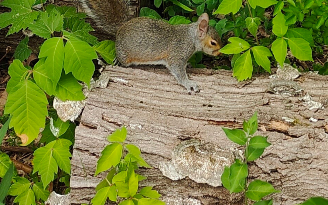 Back to the Trees: The Squirrels’ Journey Home