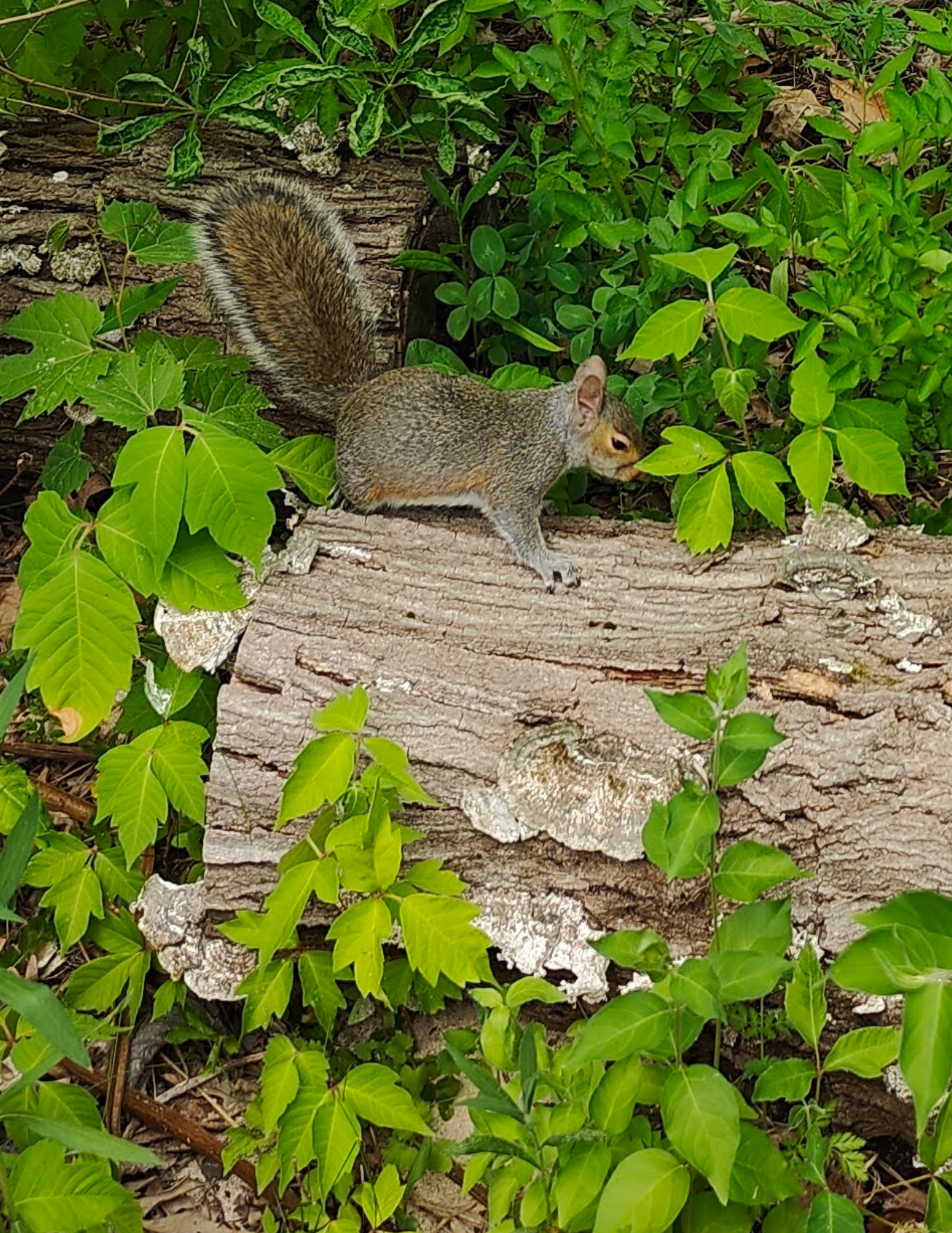 Back to the Trees: The Squirrels’ Journey Home