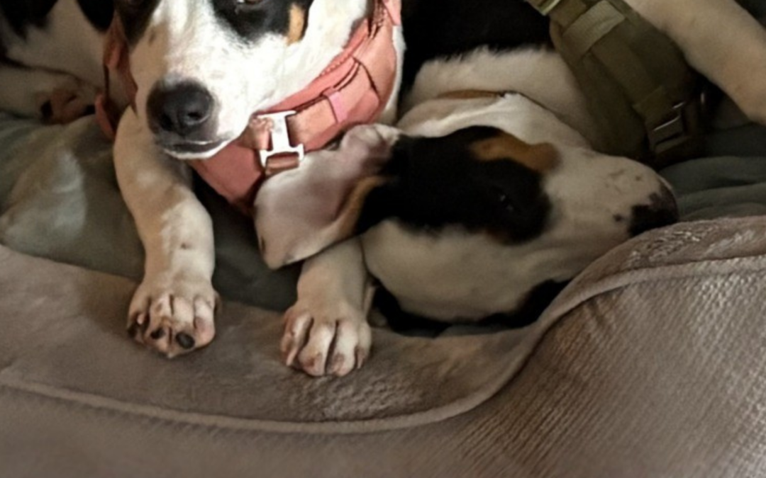 You Can’t Have Sausage Without Bacon! A Double Adoption Story